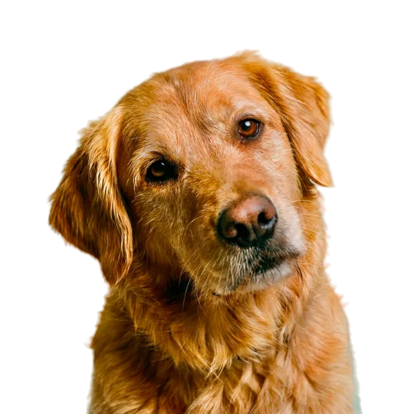 Hund
