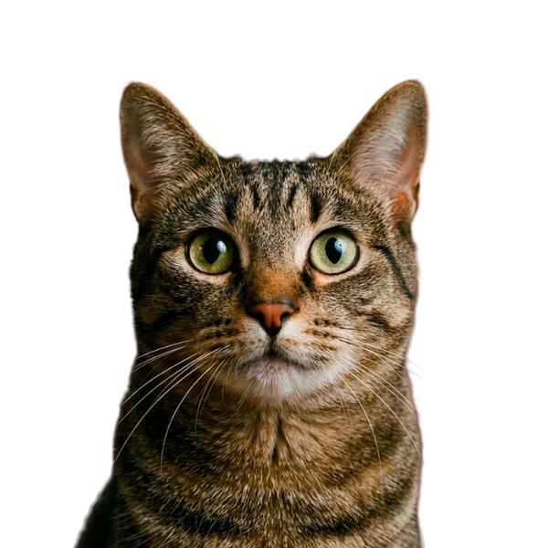 Katze