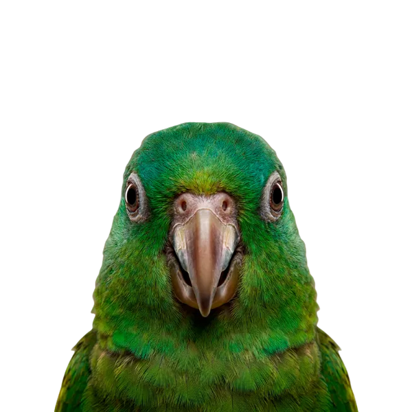 Vogel