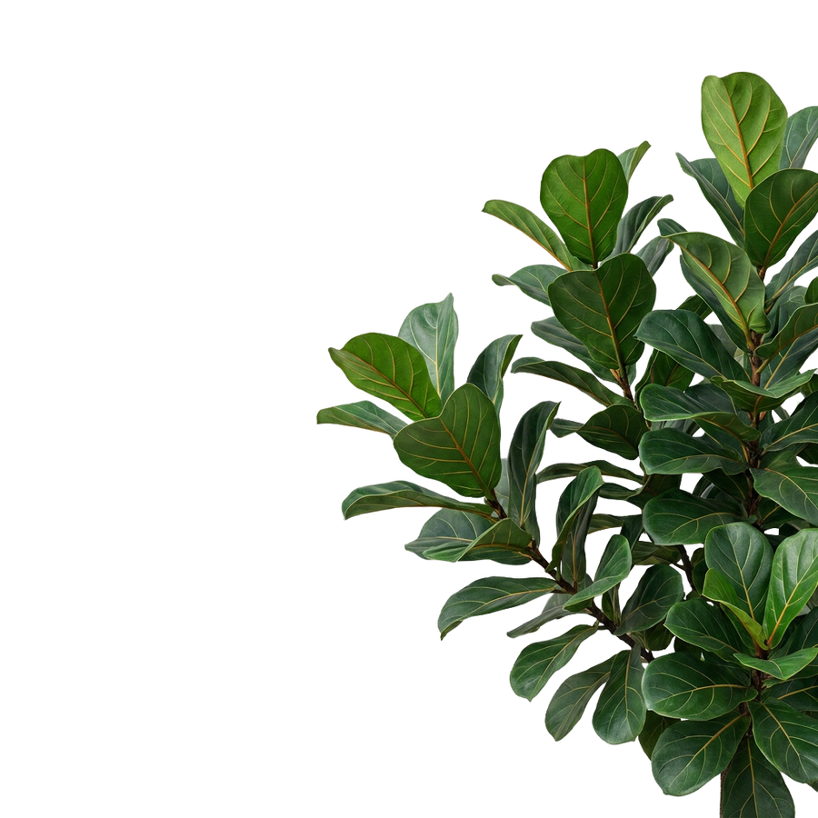 Garten ansehen