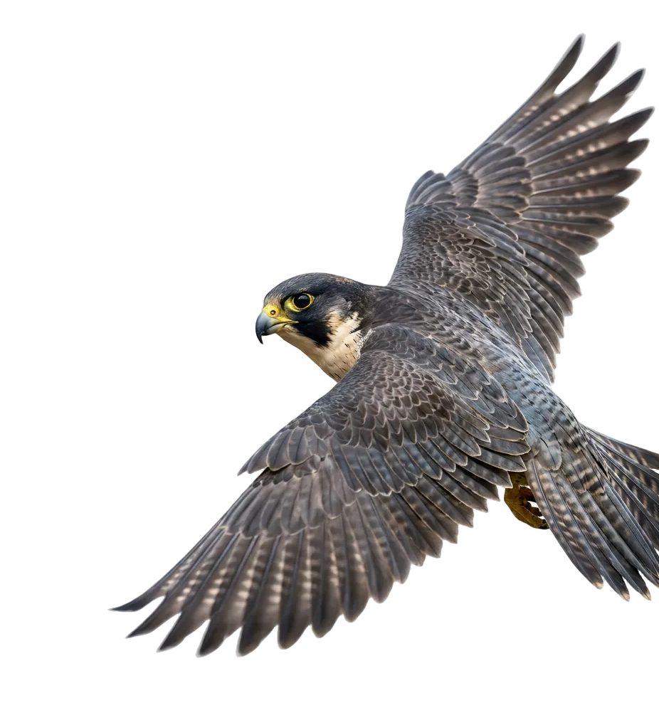 Vogelwelt