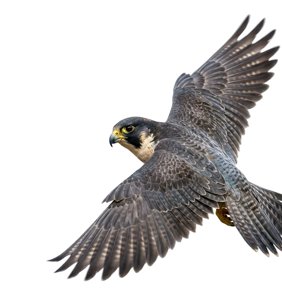 Vogel ansehen