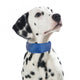 PROCYON Kühl-Bandana für Hunde - M