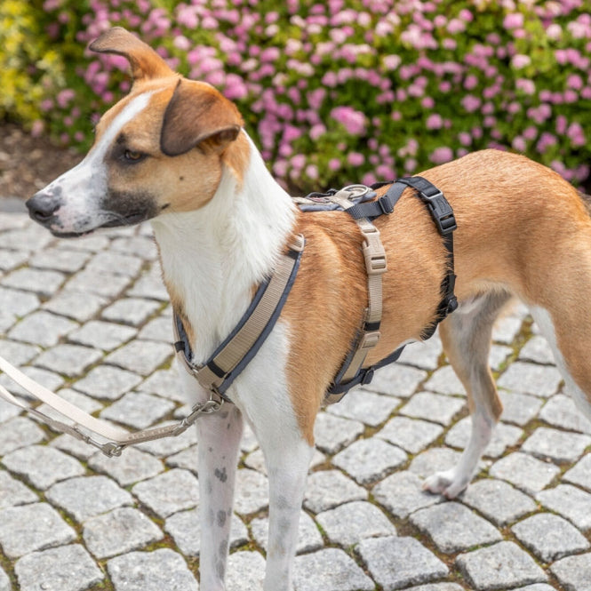 Trixie Panik-Adapter Stay für Geschirre - M–L/46–72 cm