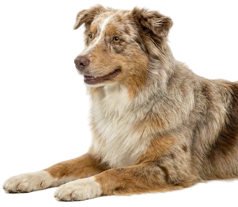 Hund ansehen
