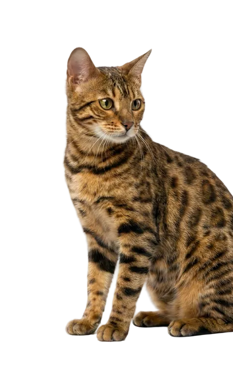 Katzenwelt