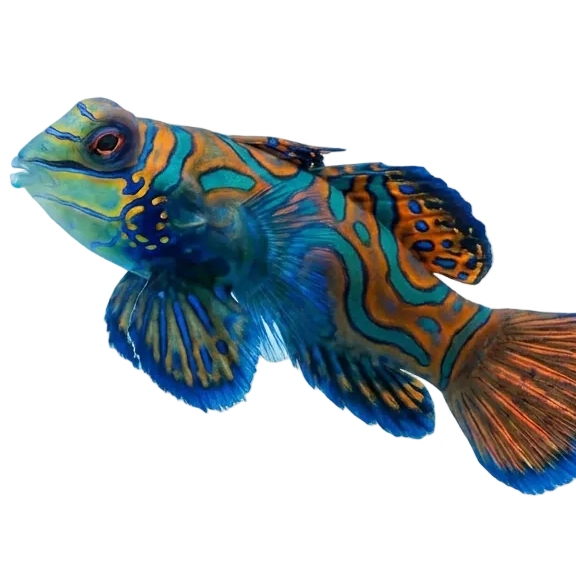 Aquarienwelt